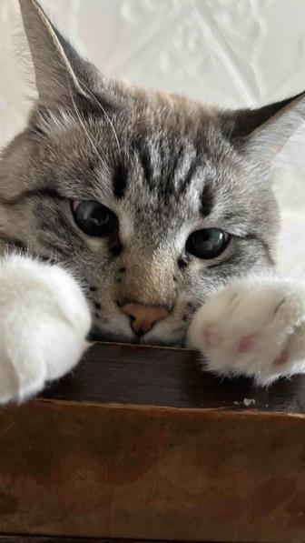 Котик 2 года