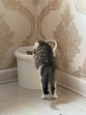 отдам котят
