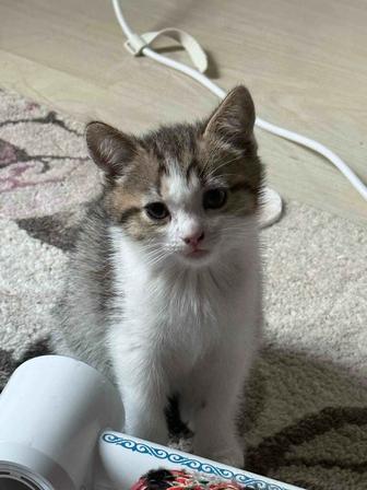 отдам котят