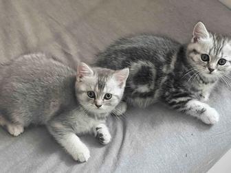 Продам котят мраморный шотландцы