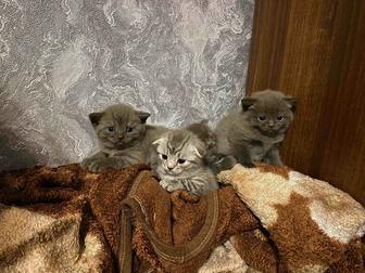 Продаю котят