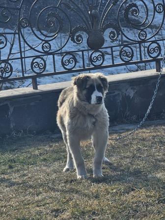 Продам щенка