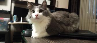 Отдам кота в добрые руки