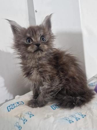 Мейн кун в дар !