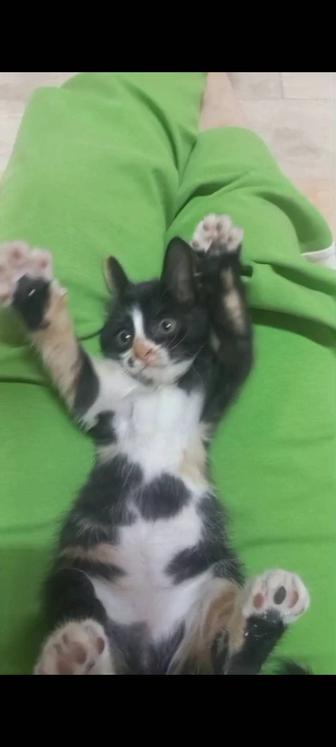 Котенок