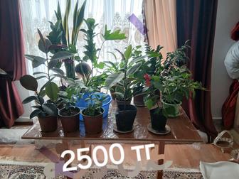 Комнатных цветы