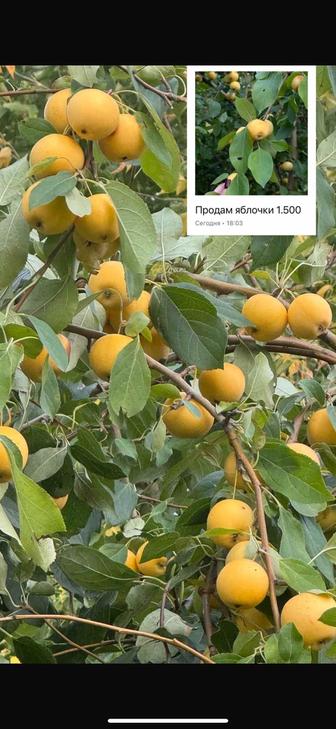 Продам яблоки Уралку