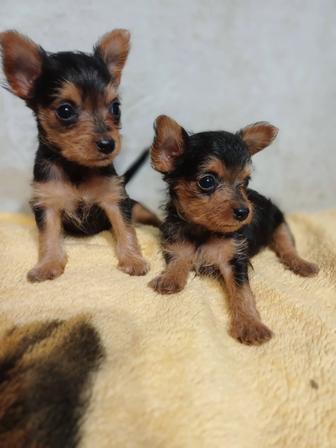 Щенки йоркширского терьера