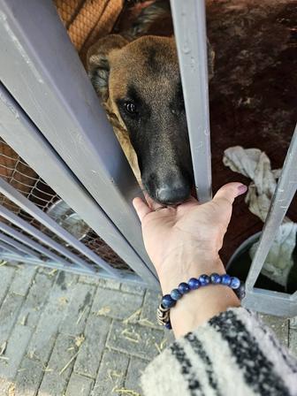 Самые лучшие собаки для вас