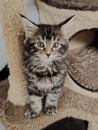 В продаже котята Мейн-кун