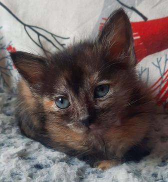 Отдам котенка в добрые руки