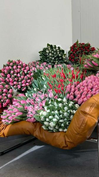 Оптом тюльпаны / тюльпаны оптом