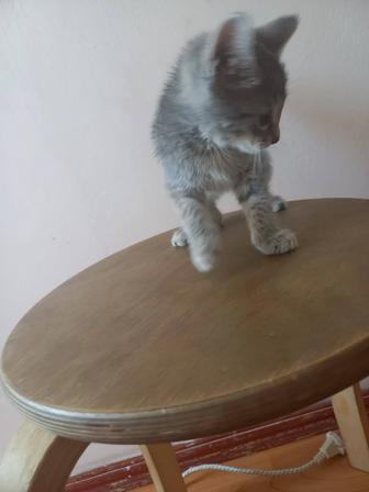 Котенок маленький месяца 3 предполагаю