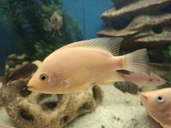 Обмен на все что касается аквариумистики