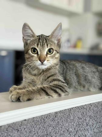 Котенка в добрые руки