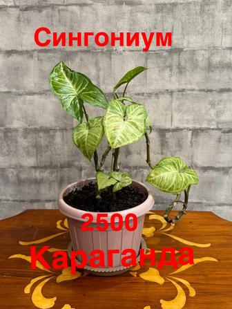 Комнатные цветы
