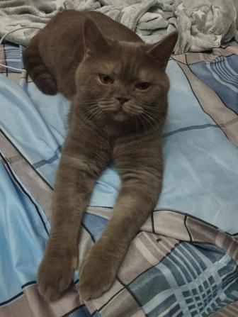 Передержка кошек/котов