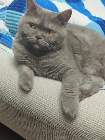 Передержка кошек/котов