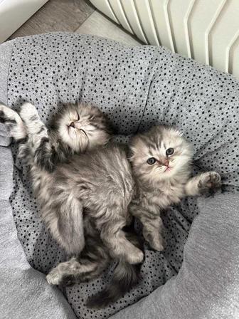 Шотландский вислоухий котенок