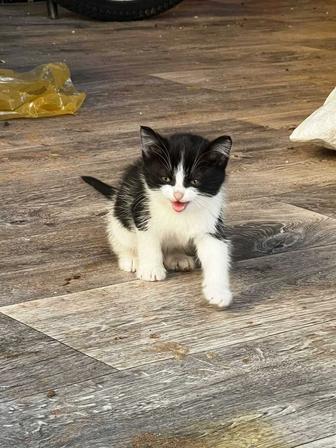 Отдам котят