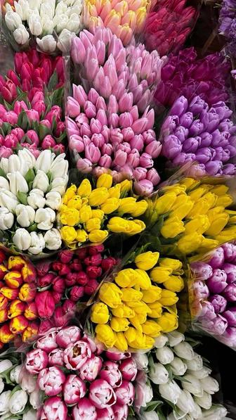 Голландские тюльпаны оптом