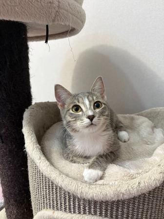 Котенок в добрые руки