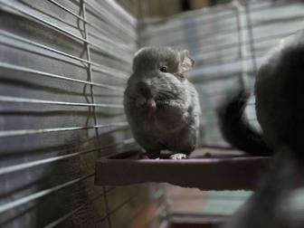 Продам малышку шиншиллу