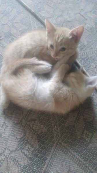 Отдам даром котят