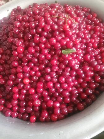 Вишня продам свежие есть доставка