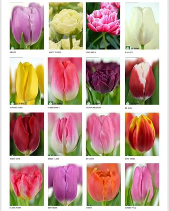 Тюльпаны, оптом, розницу