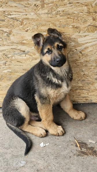 Продаем щенков немецкой овчарки