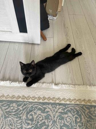 Котенок