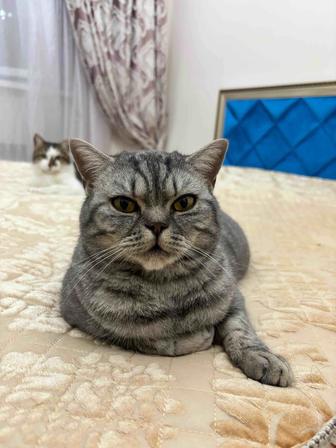 Ищу семью для кошки