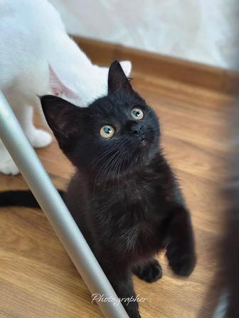 Котенок 2 мес