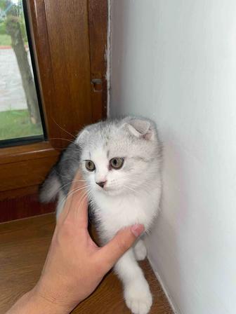 продам котят, скоттиш страйт и скоттиш fold