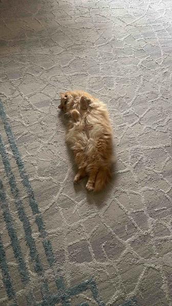 Кошка