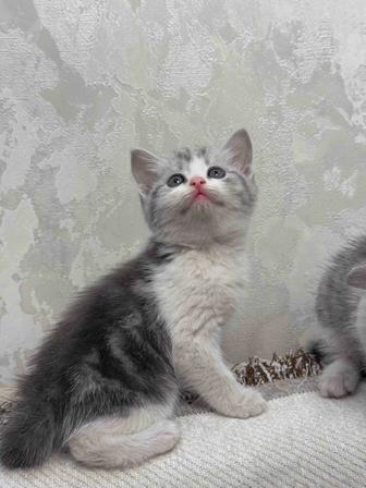 котята шотландские страйт