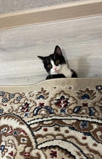 Отдам кошку/Ищу любящий дом