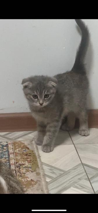 Котята в добрые руки, бесплатно.