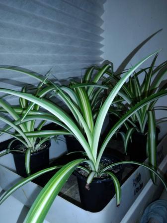 Хлорофитум