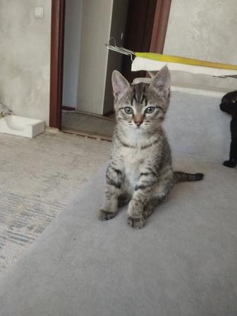 Котята,в хорошие руки