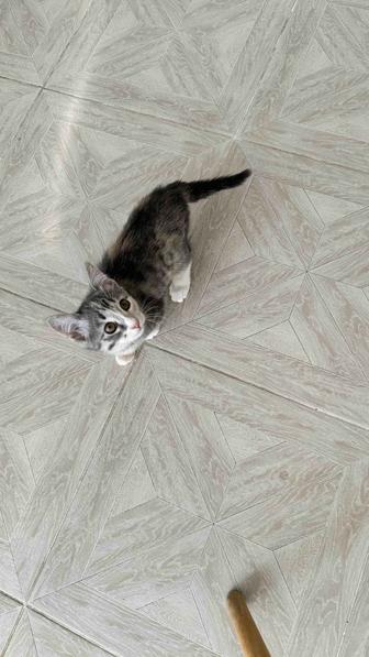 Отдам котенка
