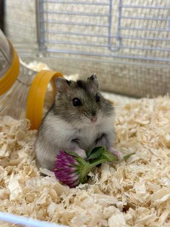 Хомяки джунгарики