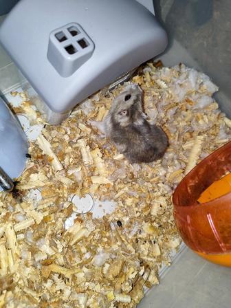 Хомяки джунгарики