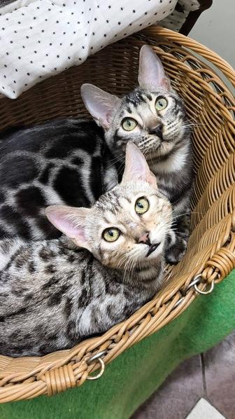 Silver bengal cats ! СЕРЕБРЯНЫЕ бенгальские ! Ограничено !