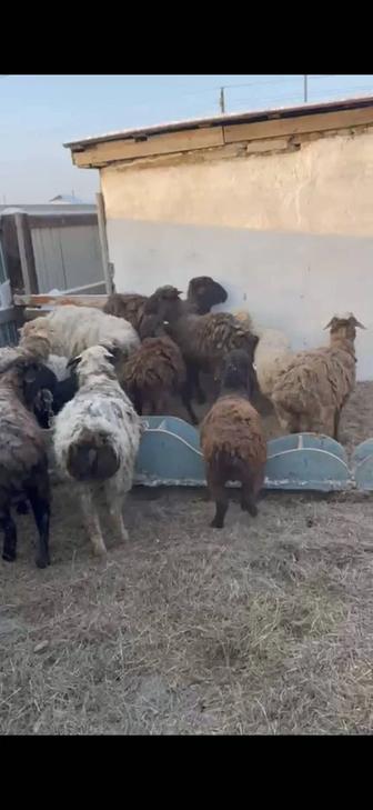 Продам баранов