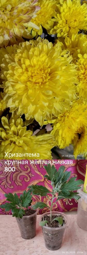 Продам уличные цветы