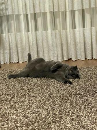 Передержка кошек и котов