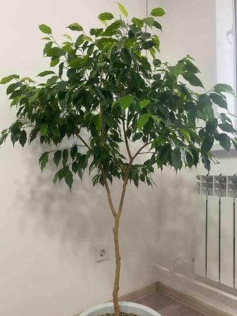 Продам фикус Бенджамина