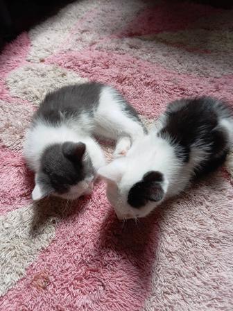 Котята